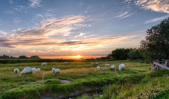 A field of sheep and the sun is setting in the middle of the photo.